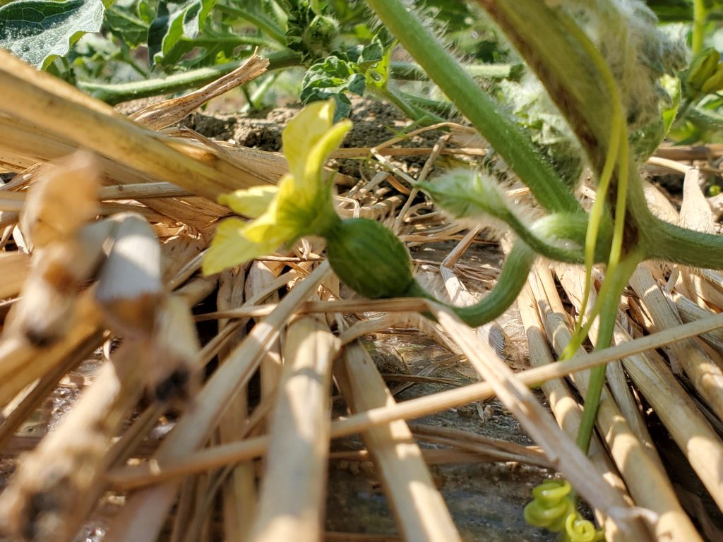 スイカの赤ちゃん