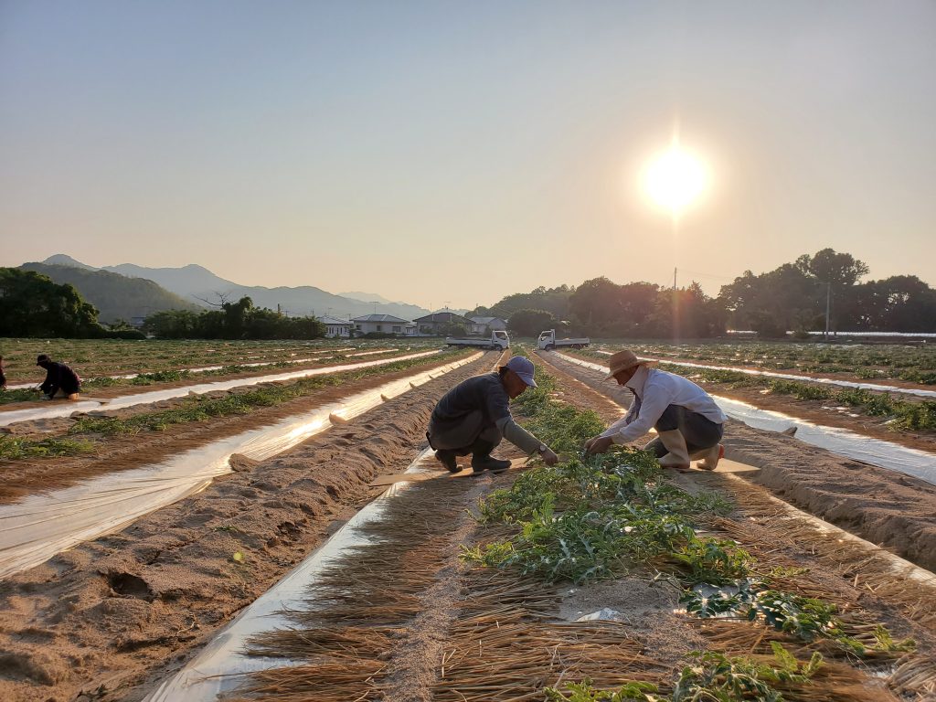 ミタ農園について～会社概要～